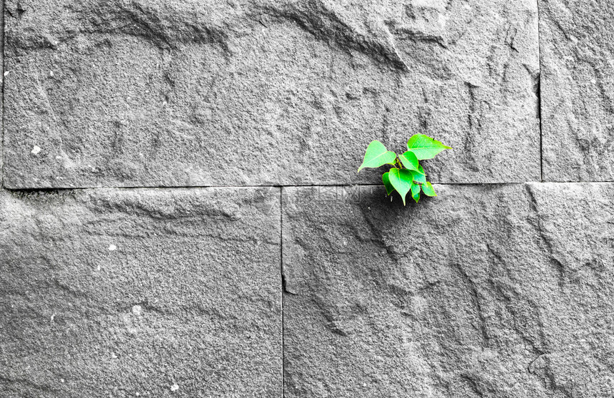 种子在旧沙石墙裂缝中生长的pipal叶子生存概念机会绿色图片