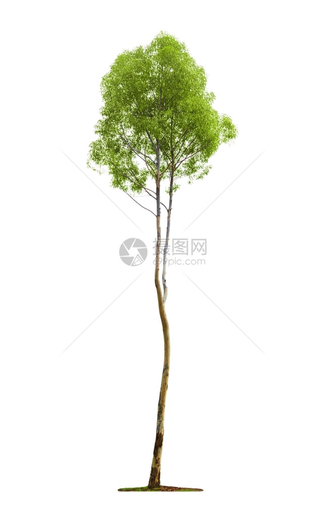 吸盘在白色背景上隔离的绿色美丽高树象征叶子图片