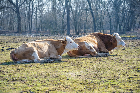 两头奶牛躺在太阳下草地上绿色棕的乐趣图片