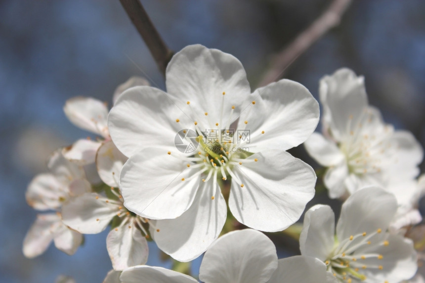 茎春日的樱桃树花朵美丽的白香投标图片