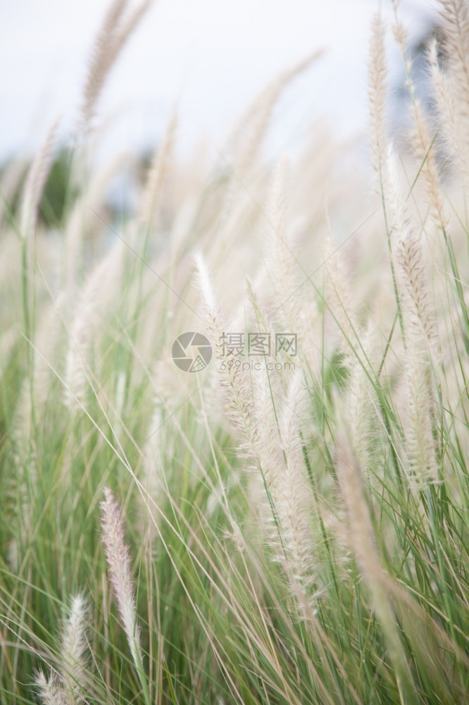 依靠植物白花的朵色也仰赖在路边的草地被风吹过柔软的图片