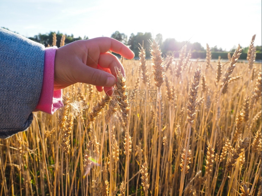 儿童在田地上接触小麦谷物图片