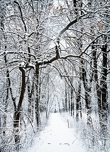 蓝色的场景冬季森林中雪覆盖树木下的冬季森林道路旅行图片