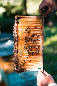 绘画养蜂员工作在甲状腺用蜂蜜和画出窝在巢上蜜维护夏天图片