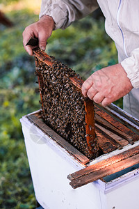 夏天养蜂员工作在甲状腺用蜂蜜和画出窝在巢上蜜出去农场图片