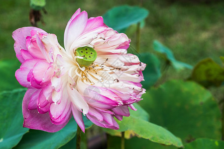 植物东方的美丽粉红莲花在池塘中消亡图片