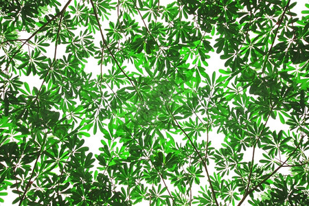 植物树干花园绿叶作为背景或纹理图片