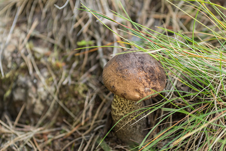 新鲜吃在草丛中生长的蘑菇牛肝菌图片