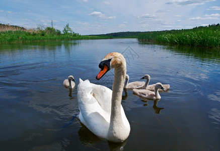 自然动物水池湖边的天鹅家庭图片