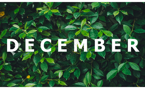 美丽的以天然绿叶背景设计日历月清单按自然绿叶背景设计剪贴簿十二月图片