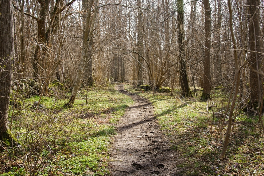 途径自然风景优美春时穿过枯萎森林的风向漫步图片