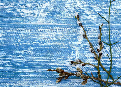 复制装饰木板质背景上的柳树蓝色背景上的柳枝木质背景上的柳树图片