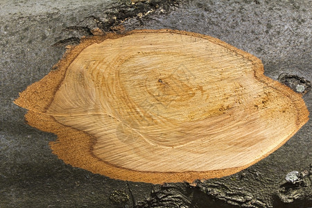年龄柴横截段分支干灰作为木制背景森林图片