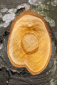 横截段分支干灰作为木制背景戒指有质感的柴图片