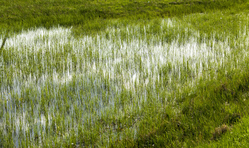 花园植物金属水草泛滥的田野春夏水厂图片