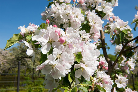 质地绽放苹果树的花朵鲜红苹果树花朵园图片