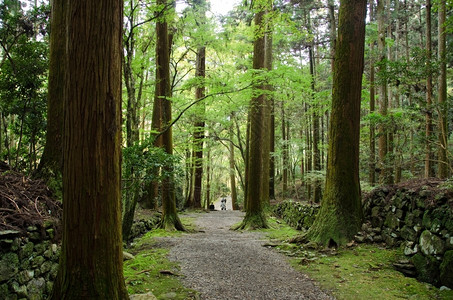 小路草针叶树在日本森林中走一条有生青绿叶和古老高树的日本森林中图片