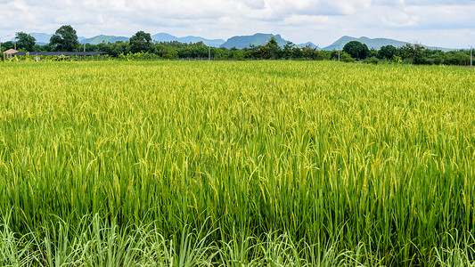 草绿水稻田是泰国美丽的粮食作物169个宽屏风明字段草地背景图片