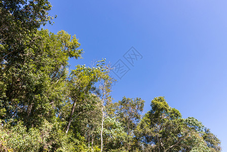 最佳植物高山蓝天下公园区附近的热带森林边位于高山的清蓝天空下树木图片