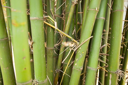 竹子运气文化小树干白种人非常小图片