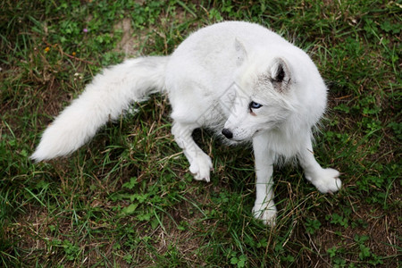 自然中的北极狐荒野苔原图片