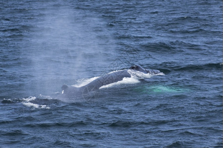 生活大西洋沿岸的鲸鱼观赏活动经验蓝色的奥尔洛夫图片
