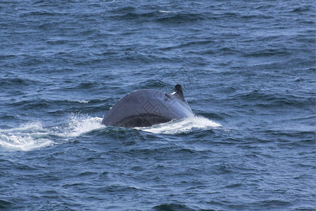 溅水下美国大西洋沿岸的鲸鱼观赏活动经验图片