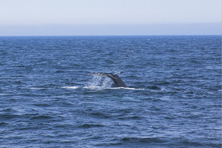 鲸鱼尾巴鳍大西洋沿岸的鲸鱼观赏活动经验户外水下背景