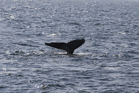 鲸鱼尾巴大西洋沿岸的鲸鱼观赏活动经验水违反手表背景