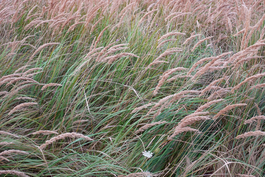 季节美丽自然背景夏季风天气下草原上长青生的天然背景日落图片