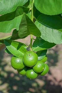 生长水果热带园中植物上一连串绿色柠檬果实图片