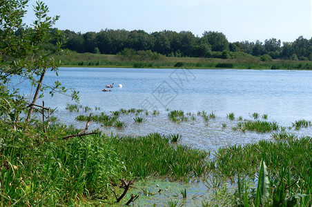 户外三只天鹅在湖边森林的角上三只天鹅在湖边动物俄罗斯图片