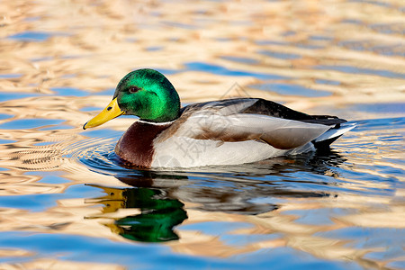 湖中游泳的绿头野鸭图片