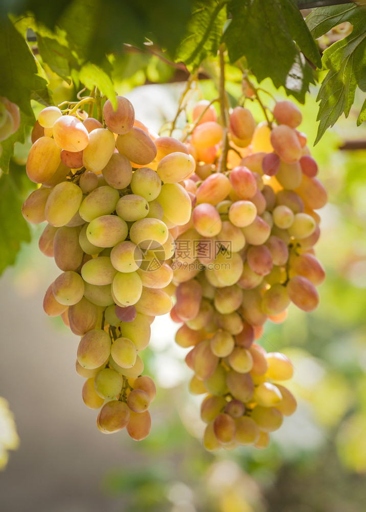 在葡萄树上生长的群收起两组葡萄在阳光明媚的白天用绿色叶子有机的甜收成图片