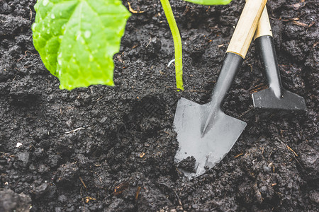 青黄瓜幼苗或园地艺工具中的在园种植春工作生长子土壤图片