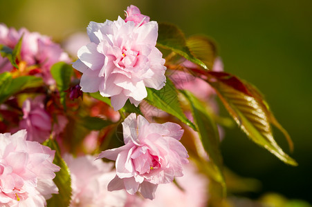 樱花在春天的一棵树上开花美丽的朵园图片