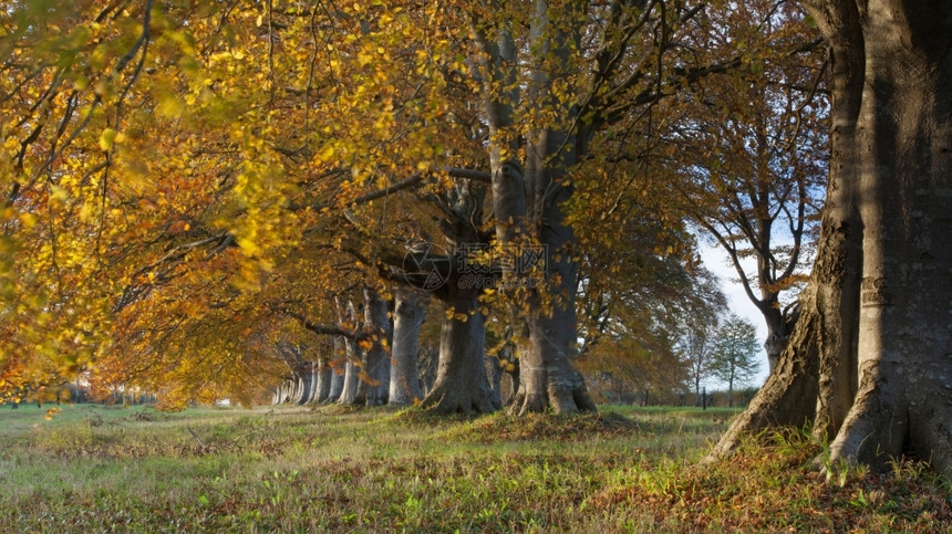 在多塞特的布朗福德和温伯Wimborne公路上铺设树木季节泰勒农村图片
