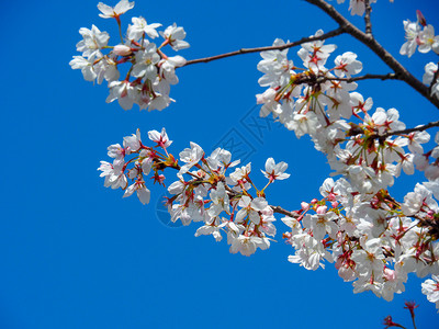 春时的日本樱桃花朵蓝色的树木粉图片