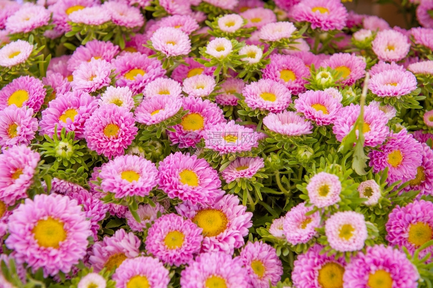 开花园艺填满粉红Asters的框架紫苑图片