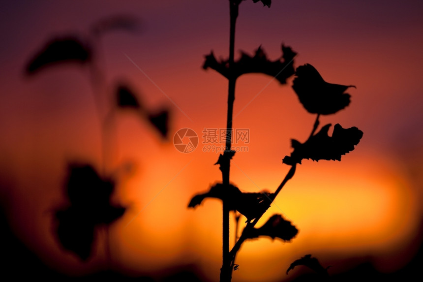 晚上植物学金子红日落背景有叶子的分行图片