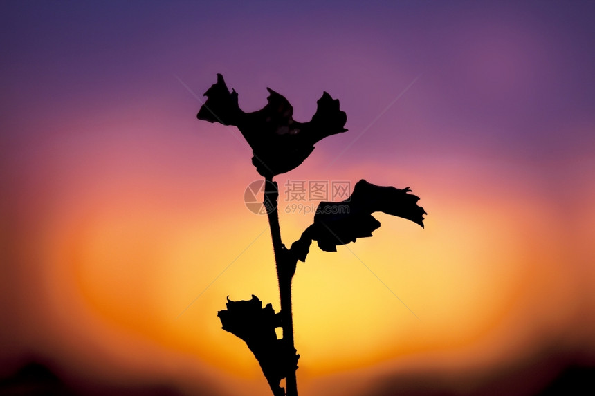 孤橙红日落背景有叶子的分行植物学图片