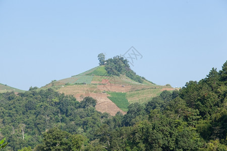 高山上的森林被破坏是砍伐树木来种田地的农爬坡道木材图片