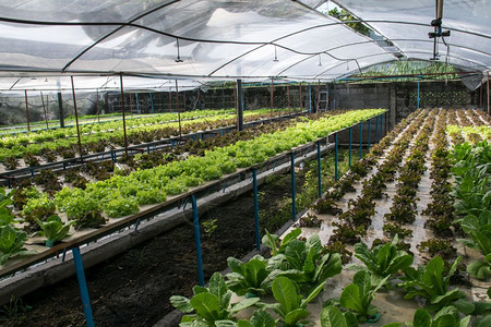 自然商业的水产养殖温室种植的氢栽培蔬菜图片