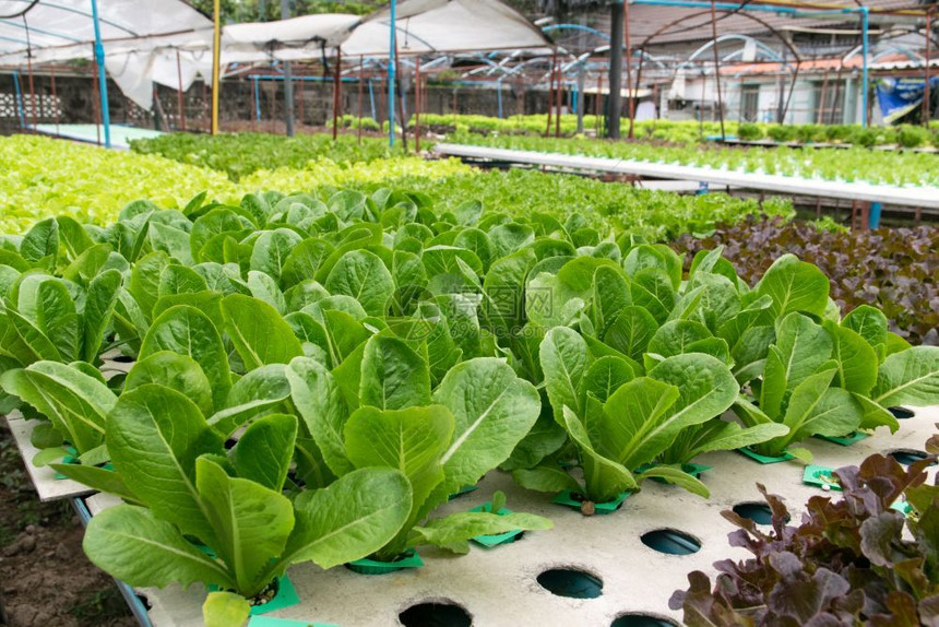 苗圃水培温室种植的氢栽培蔬菜农业图片