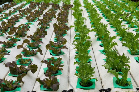 温室种植的氢栽培蔬菜自然育农场图片
