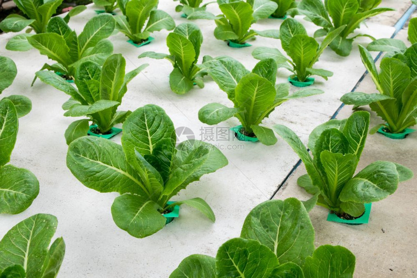 沙拉商业的农温室种植氢栽培蔬菜图片