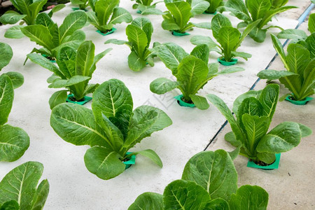 沙拉商业的农温室种植氢栽培蔬菜图片