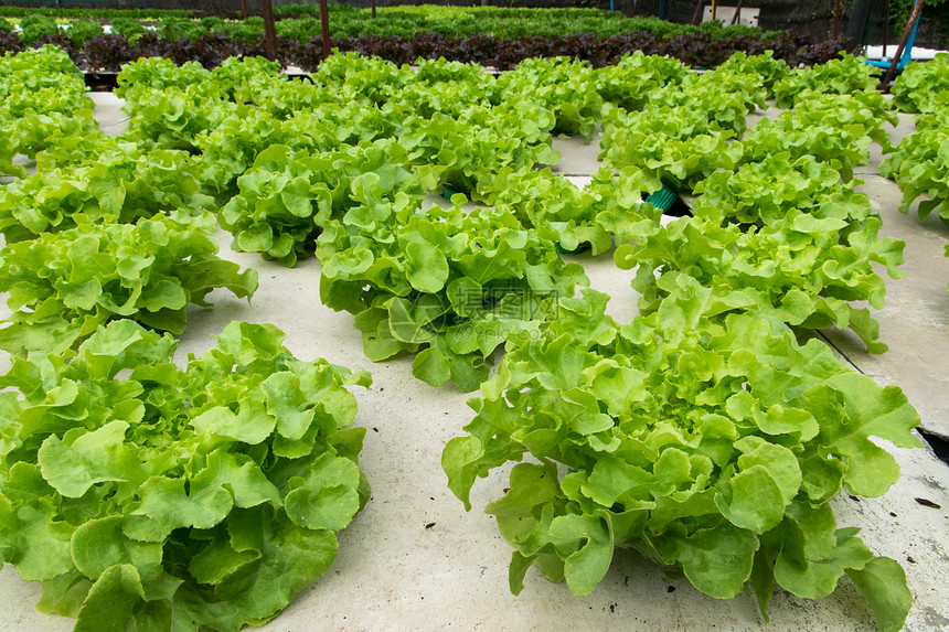 农场温室种植的氢栽培蔬菜新鲜的水图片