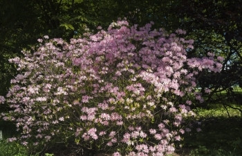 美丽的树林园在天气肆虐的寒风中春花园有樱季节褪色图片