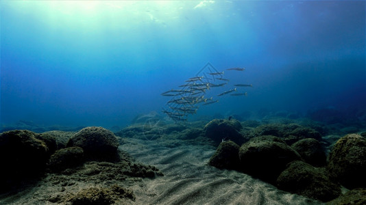 美丽的幻想热带阳光下的鱼群梭图片